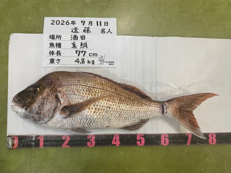 真鯛